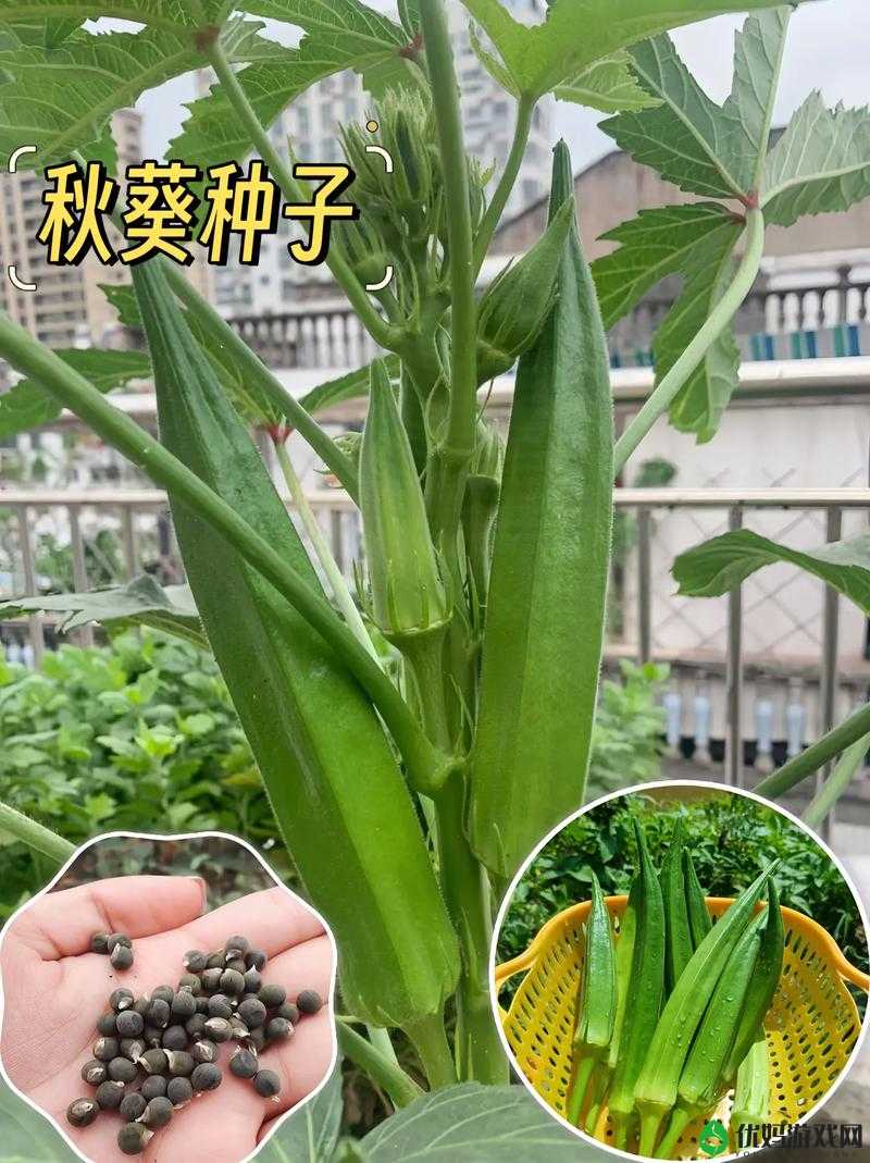 榴莲、秋葵、向日葵、丝瓜、黄瓜的趣味冒险：探索奇妙的植物世界